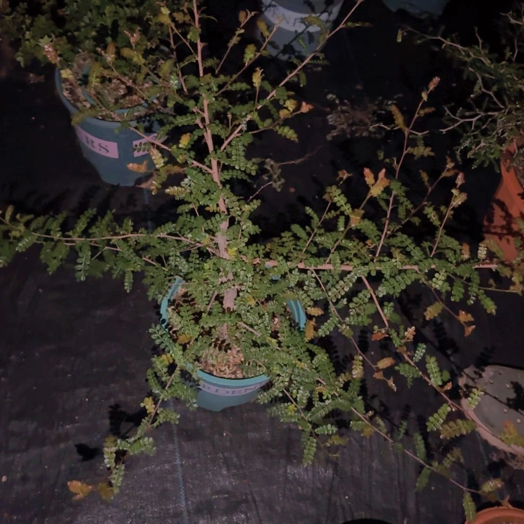 鹏***鹏块根植物块根植物