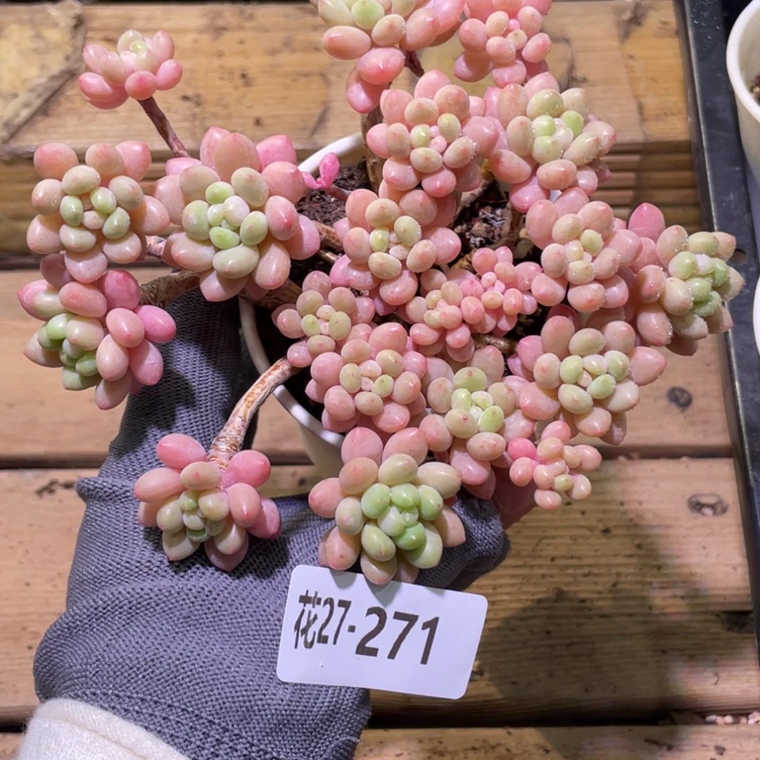 花利美27-271鱼子酱