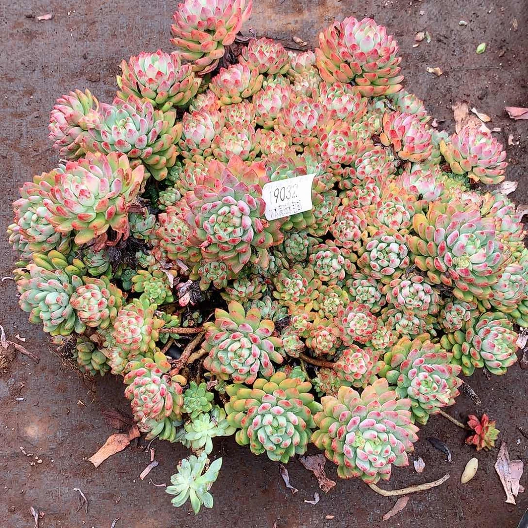 槿***婲     蓝苹果多肉19032