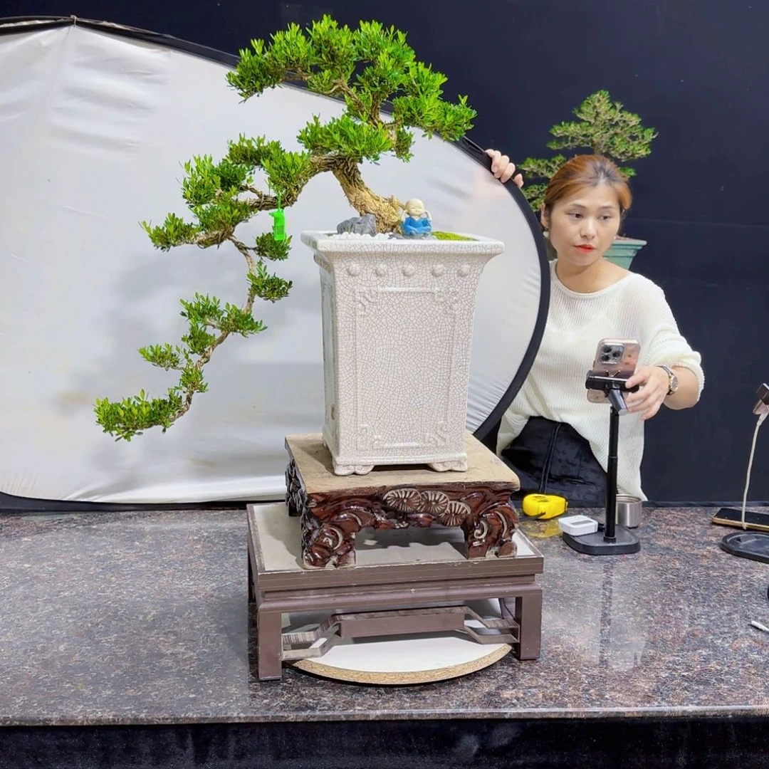 当前无花朵，栽培后可花朵峰*