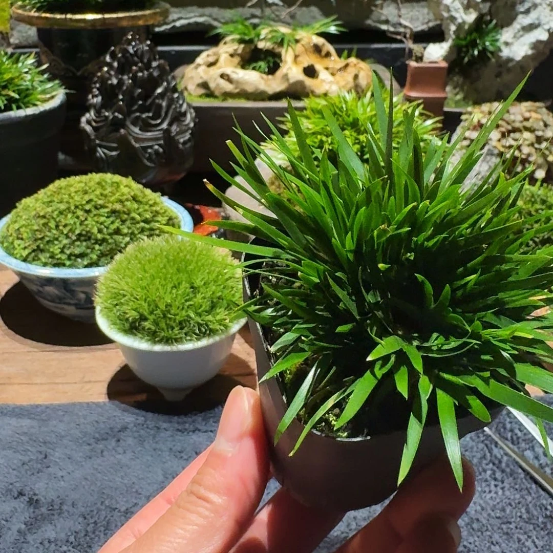 红陶向*贵船苔塑料盆