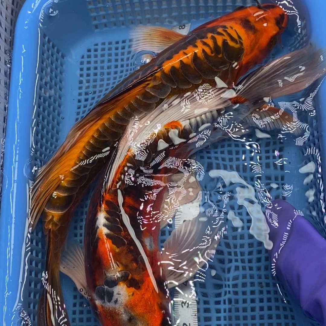 锦鲤冷水锦鲤包邮