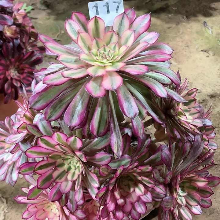 多肉植物多的植物