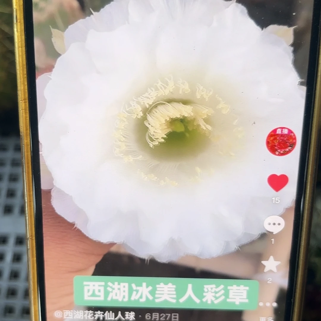 冰美人彩侧牙20包邮小小11