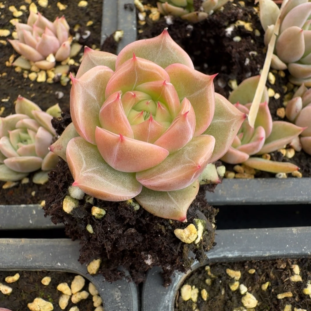 20-88海胆珍妮一刻一物一拍