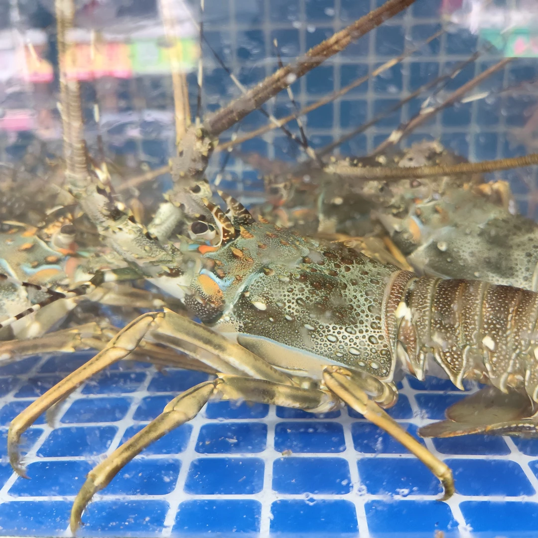 鲜活小青龙称重改价