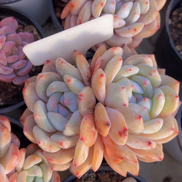 健健康康平平安安