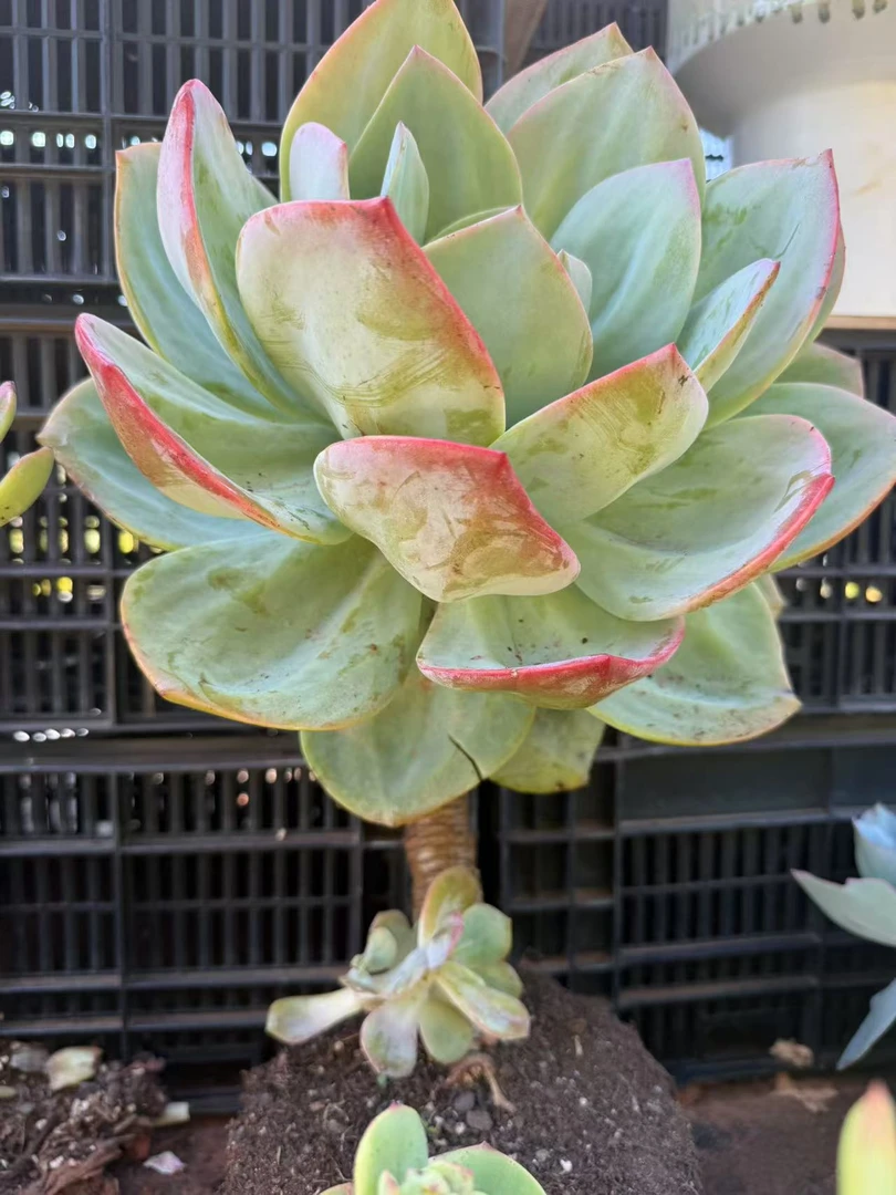 精品多肉  大号血凤