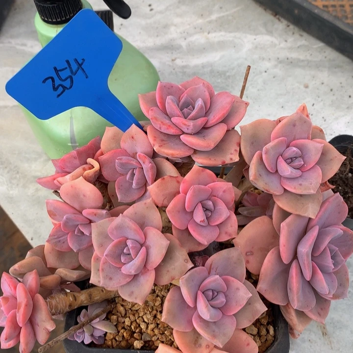 多替自己误737377337