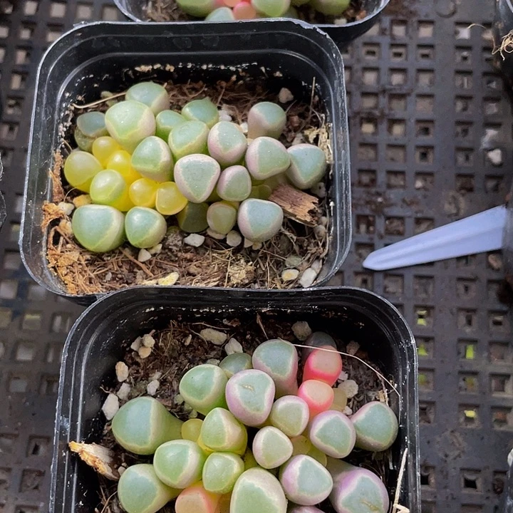 锦锦锦五十铃玉锦