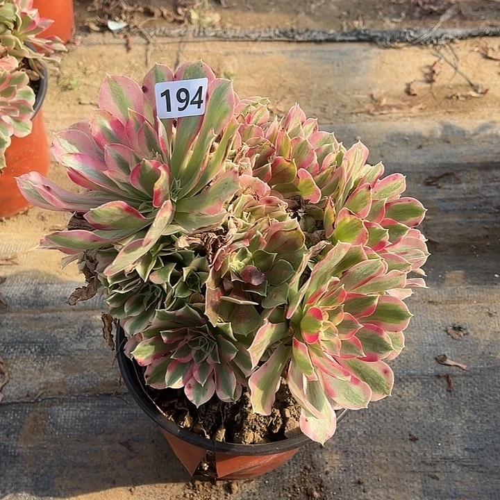 不周正叶罗刹194号