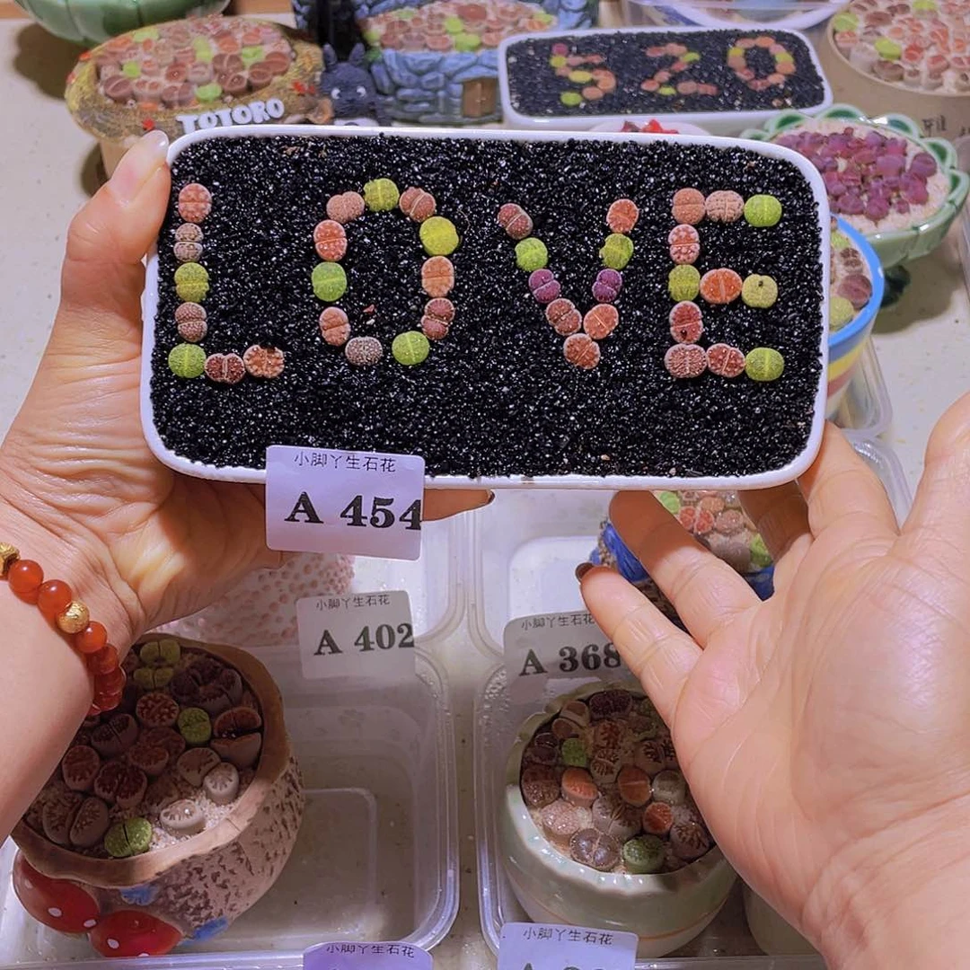 454生石花生石花生石花