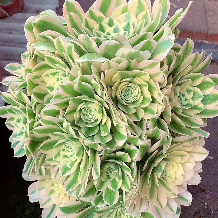 迈巴赫，有点微瑕