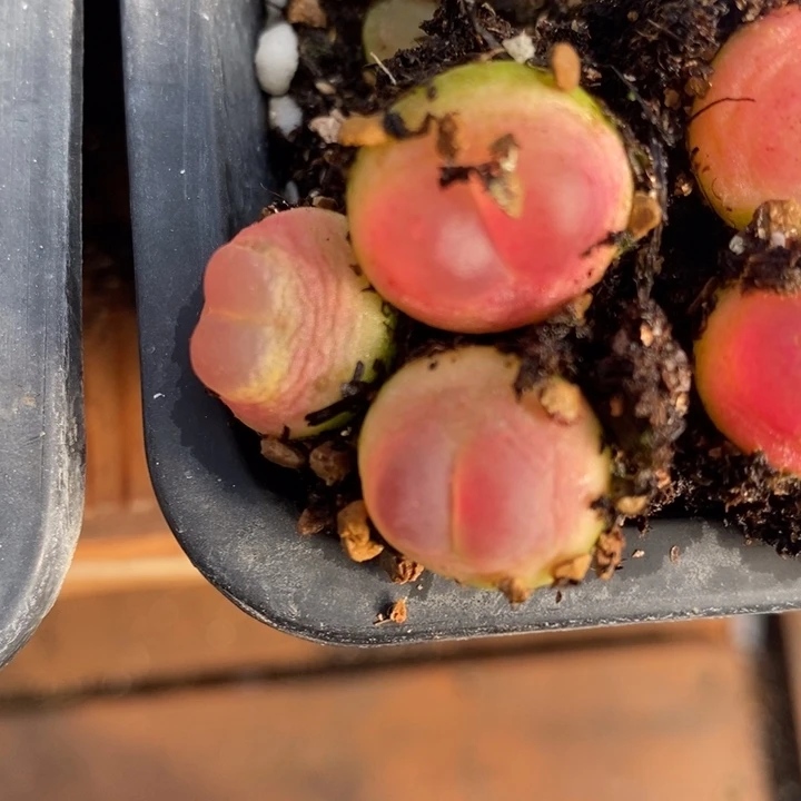 皮****圈2313一组一组一组