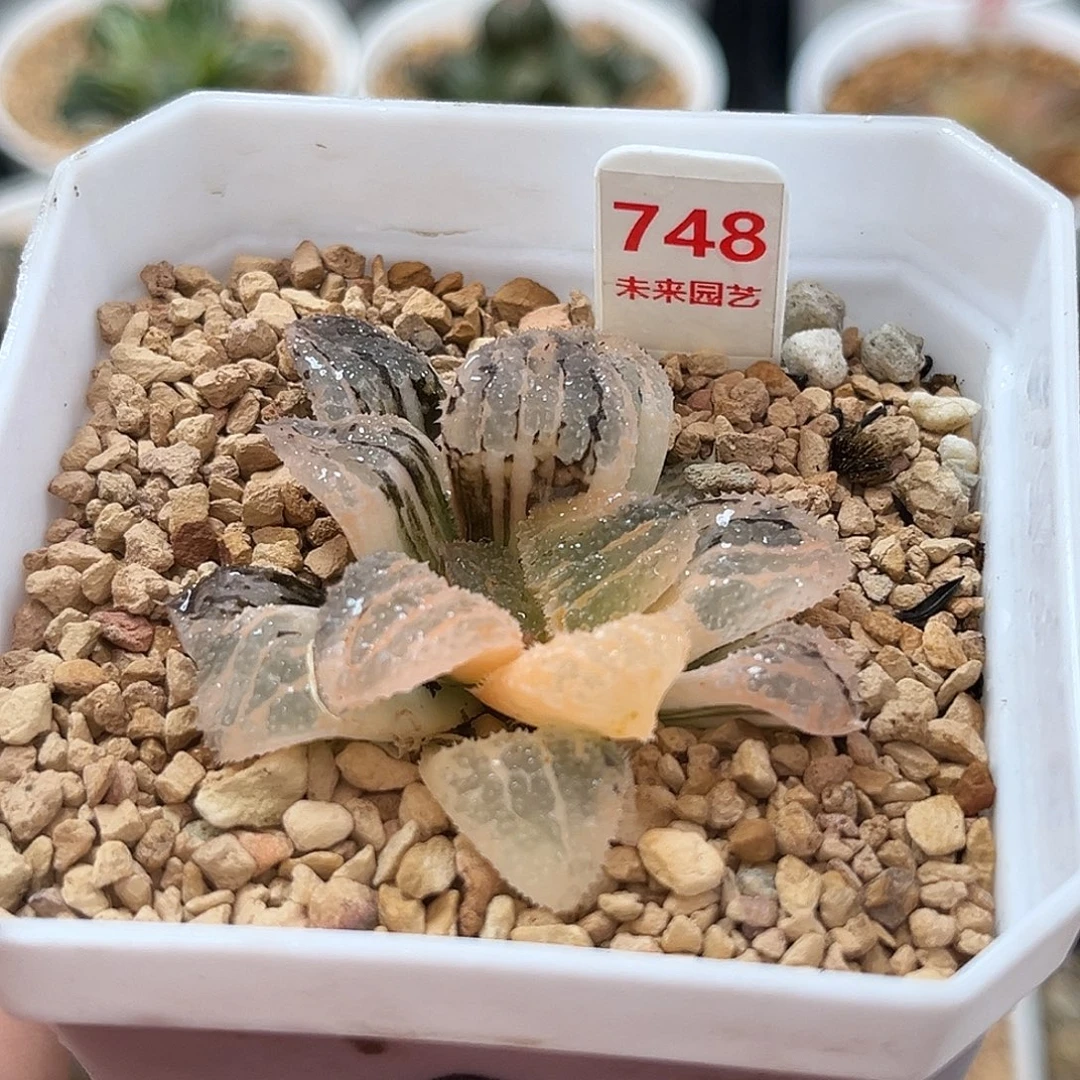 748具味城寿锦福利福利