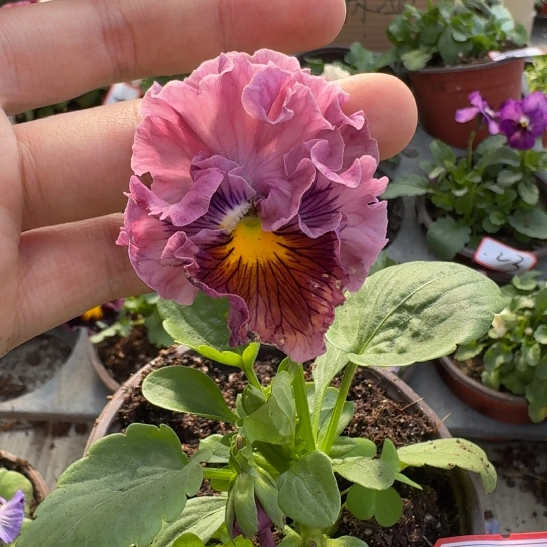 大部分花苞少量开放62