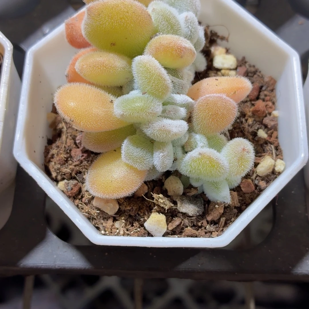 雪晃星缀化多肉9.9包邮发货