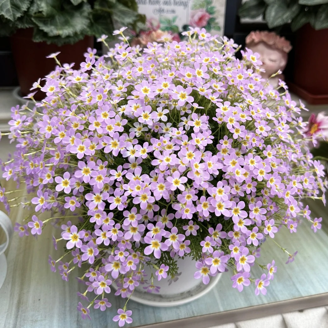 安徽羽叶报春盆栽庭院阳台爆花强花卉新手易养护