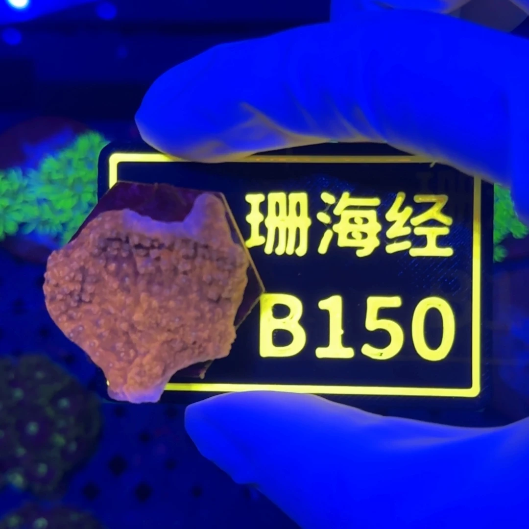 纽扣珊瑚鑫***金又又不包邮瓦片B150