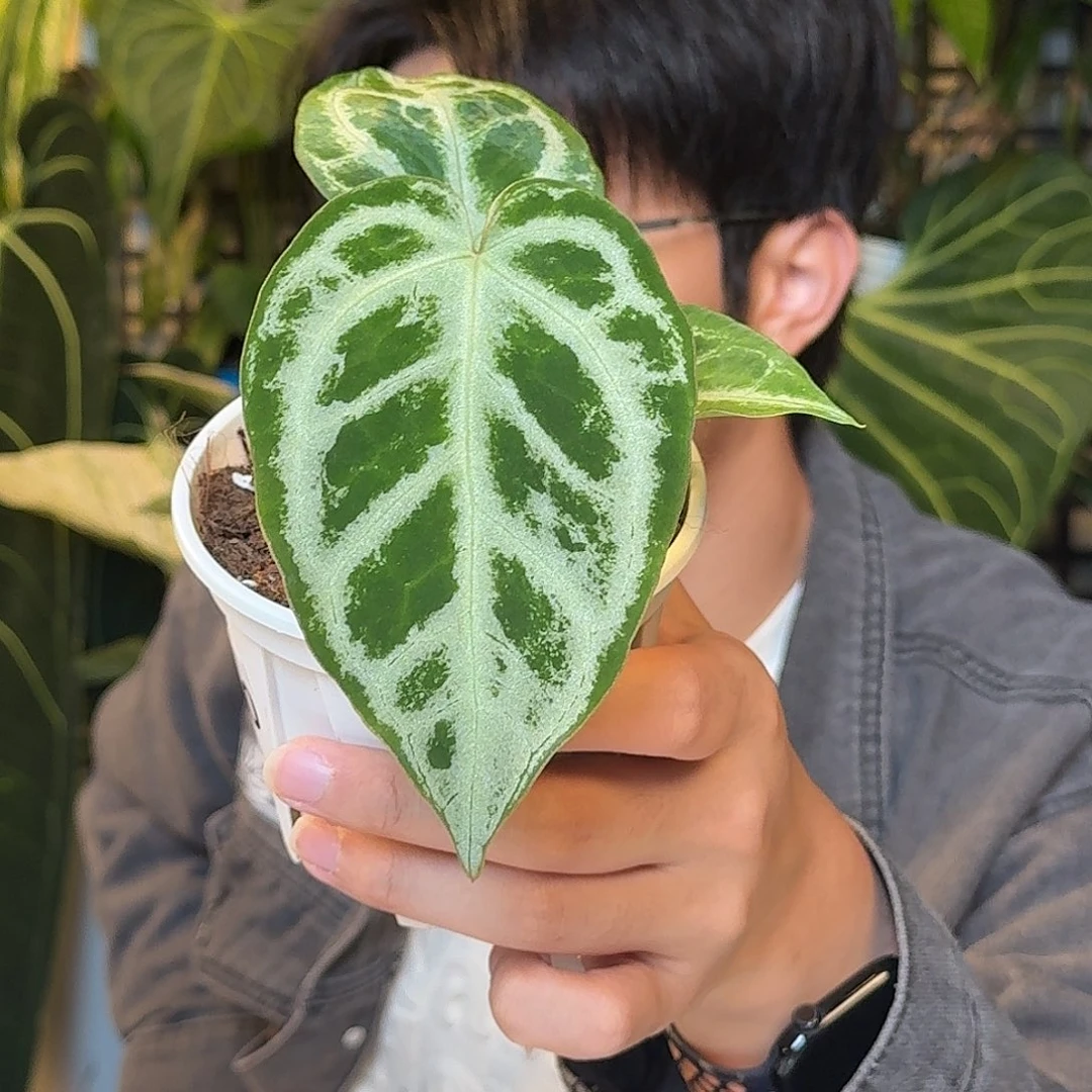 完全开放粗脉水晶杂撕裂纹V100