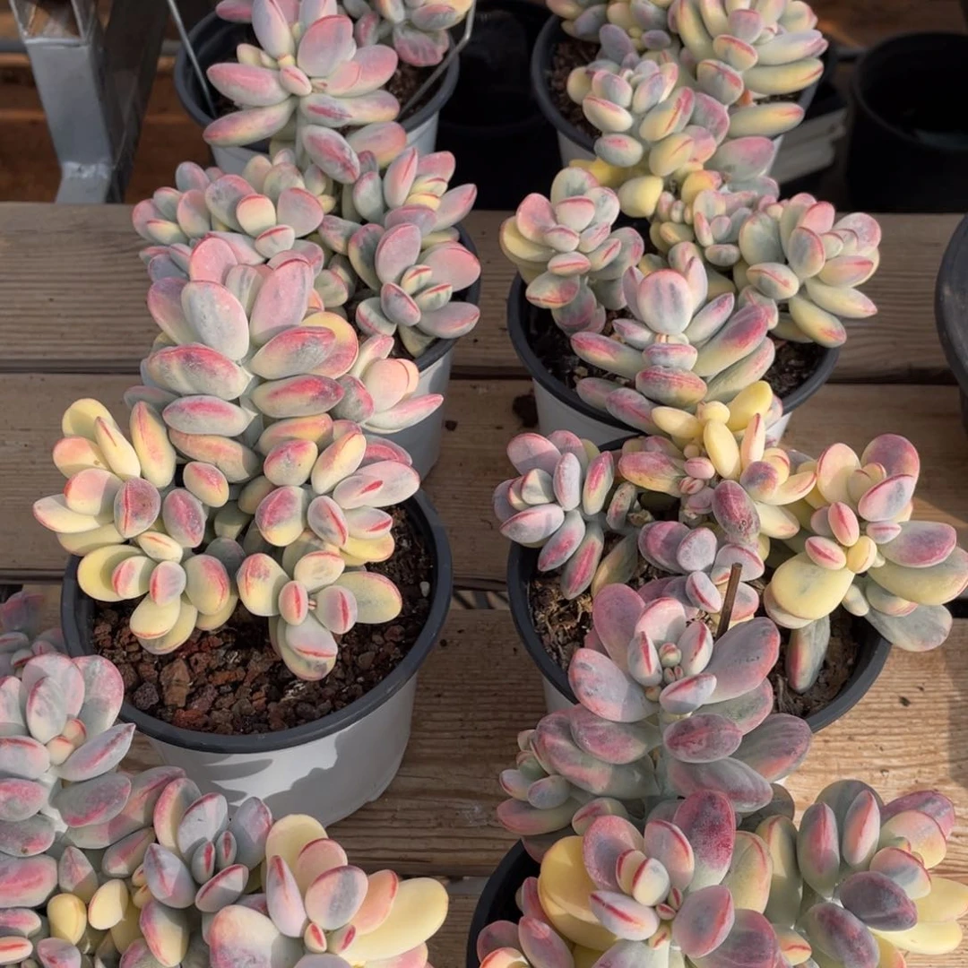 淘多肉乒乓福娘锦一个