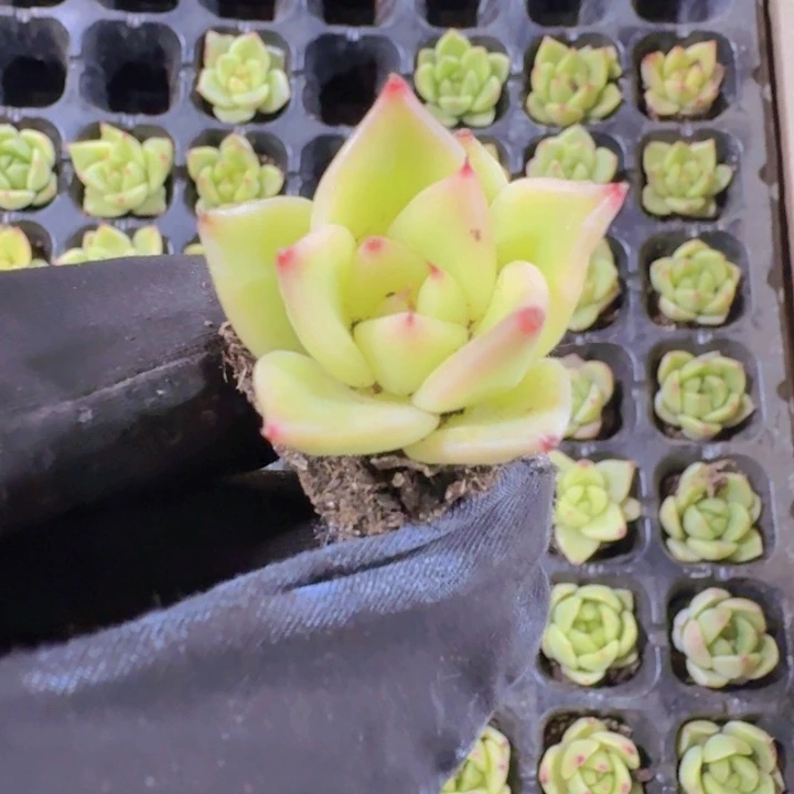 精品蓝龙量拍两颗