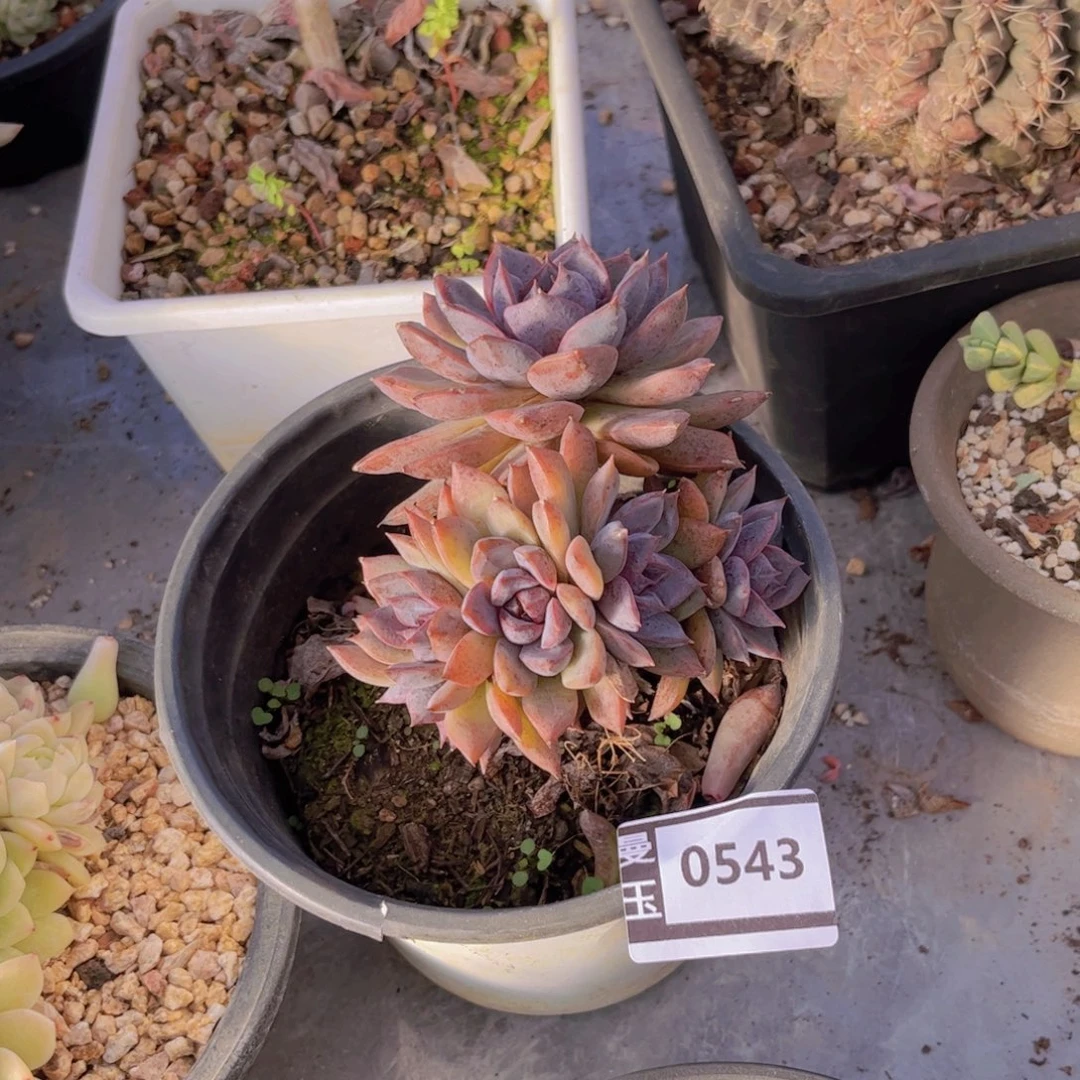 海蓝之谜多肉植物0543