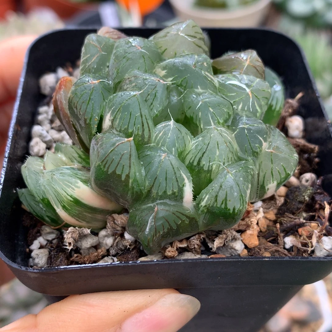 别系玉露锦，带盆一起