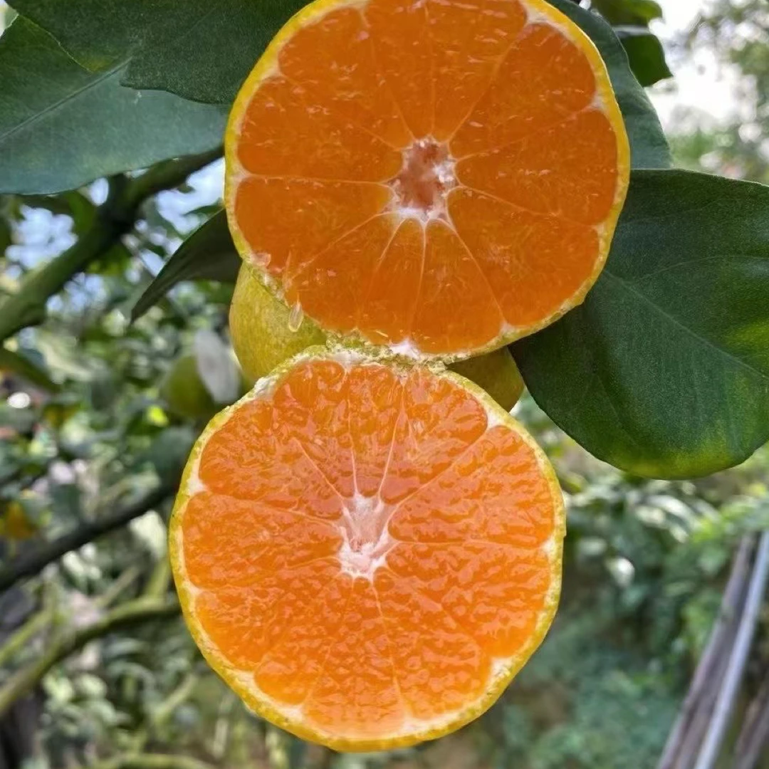 江西赣州寻乌蜜橘5斤新鲜蜜橘现摘现发酸甜多汁皮薄