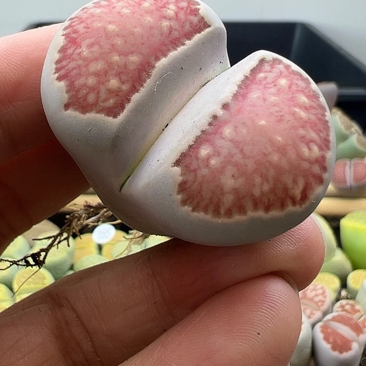 花*153干疤炸了1111111111