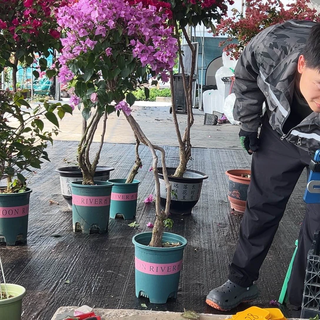 娜***a大部分花苞少量开放H16巴西紫