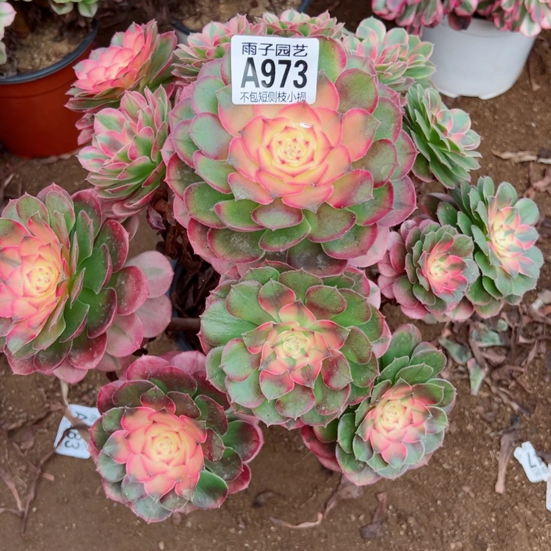 973荔枝尺寸30左右