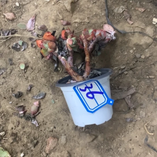 晶***羚一物一拍绮罗多肉36