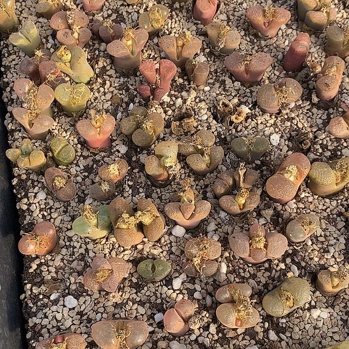 2879母本风铃一筐。