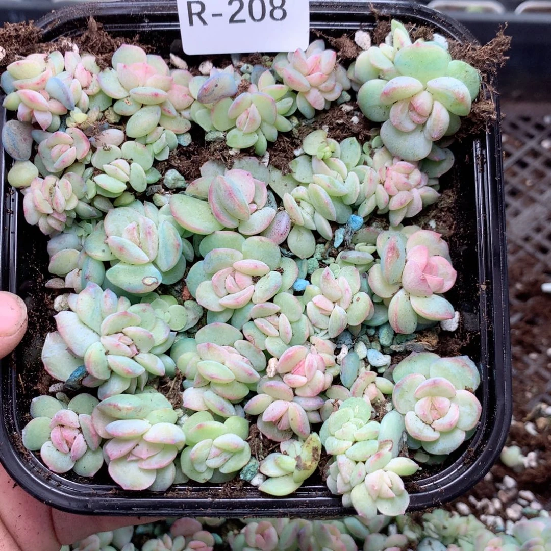 无花朵R208英语英语