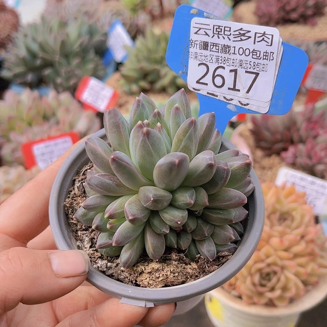 2617青花瓷。