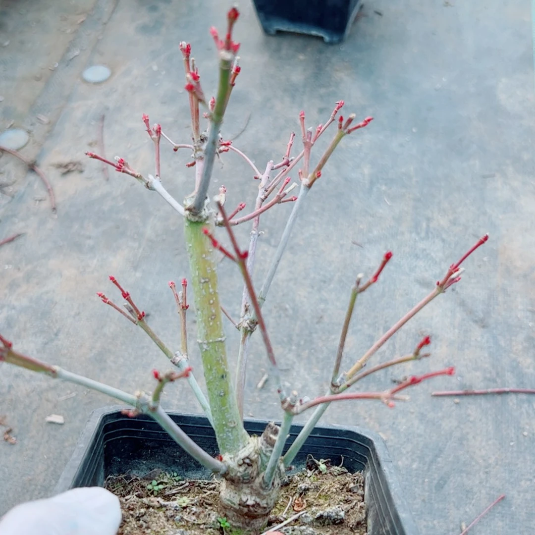 胡*枫树枫树枫树枫树