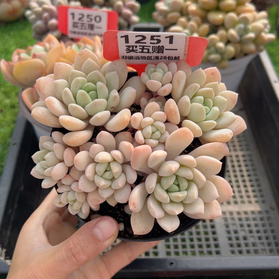 表妹精品多肉1251.