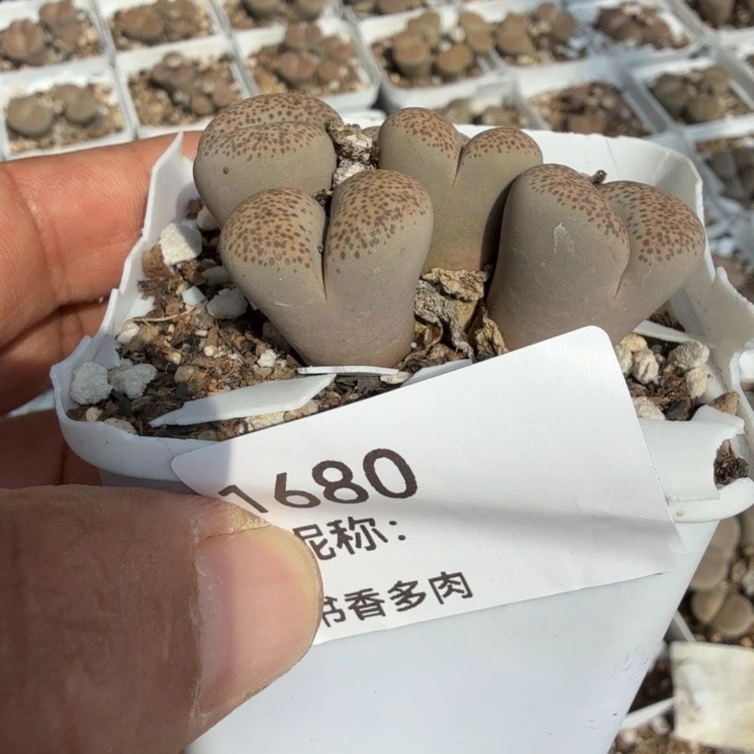 ****山多肉。
