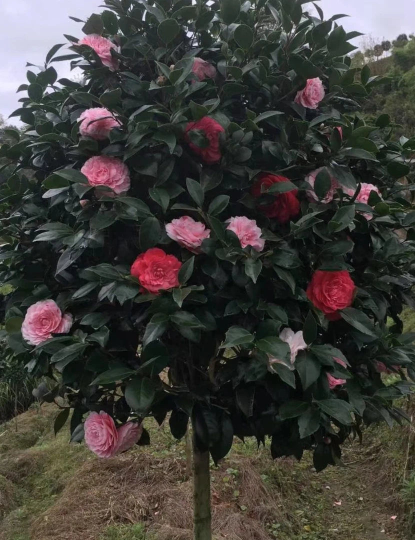 别墅庭院盆栽地栽耐寒耐热大型山茶花