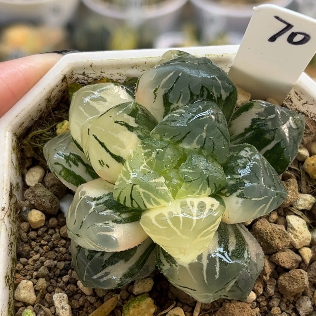 70巨大关东大紫玉露锦福利专场