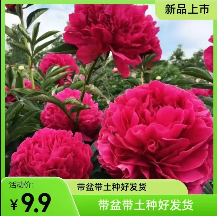 【栽好发货】大花重瓣芍药根快种球带芽盆栽地栽好养活