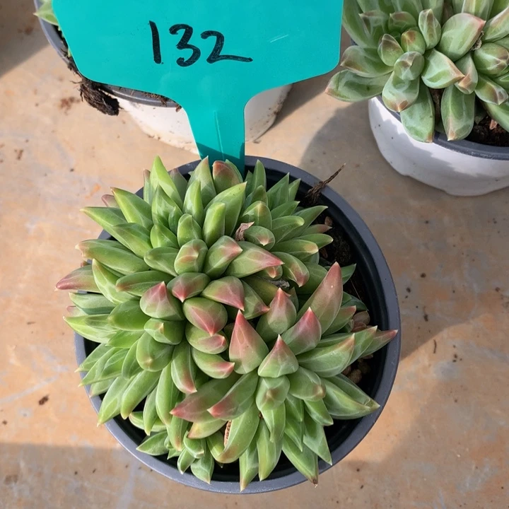 多肉植物727273737372