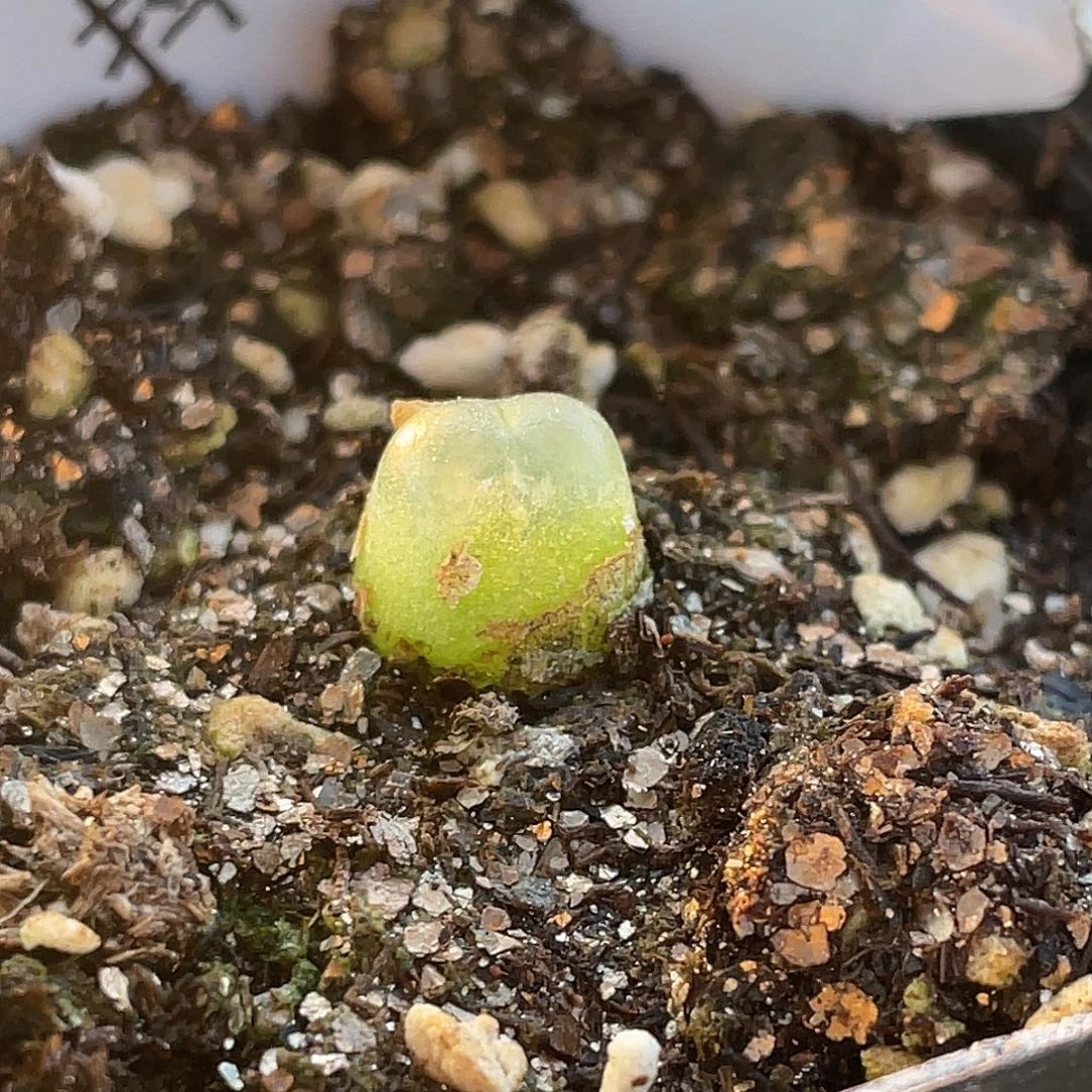 25-125小拉登多肉植物