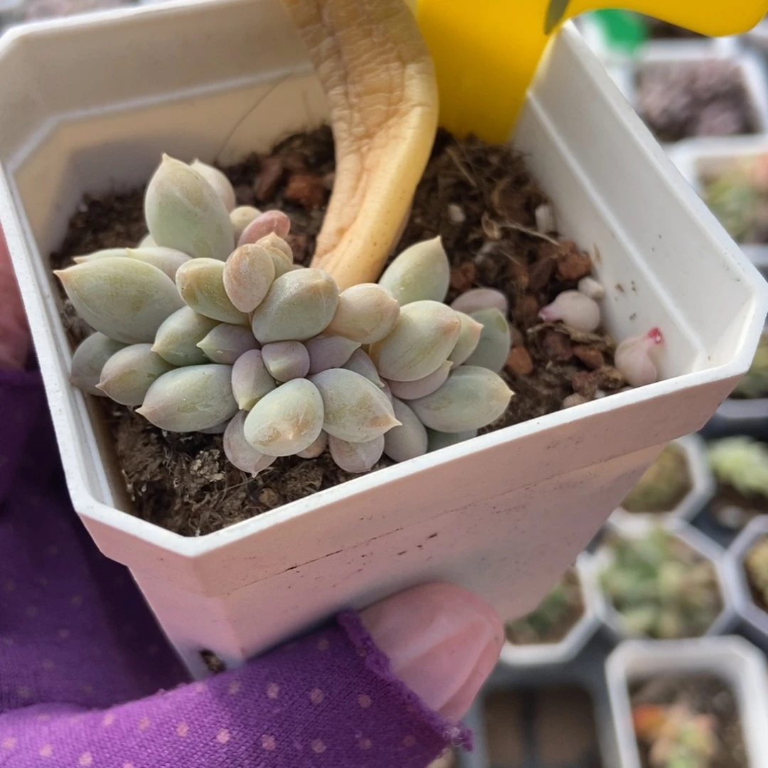 889美人系多肉植物