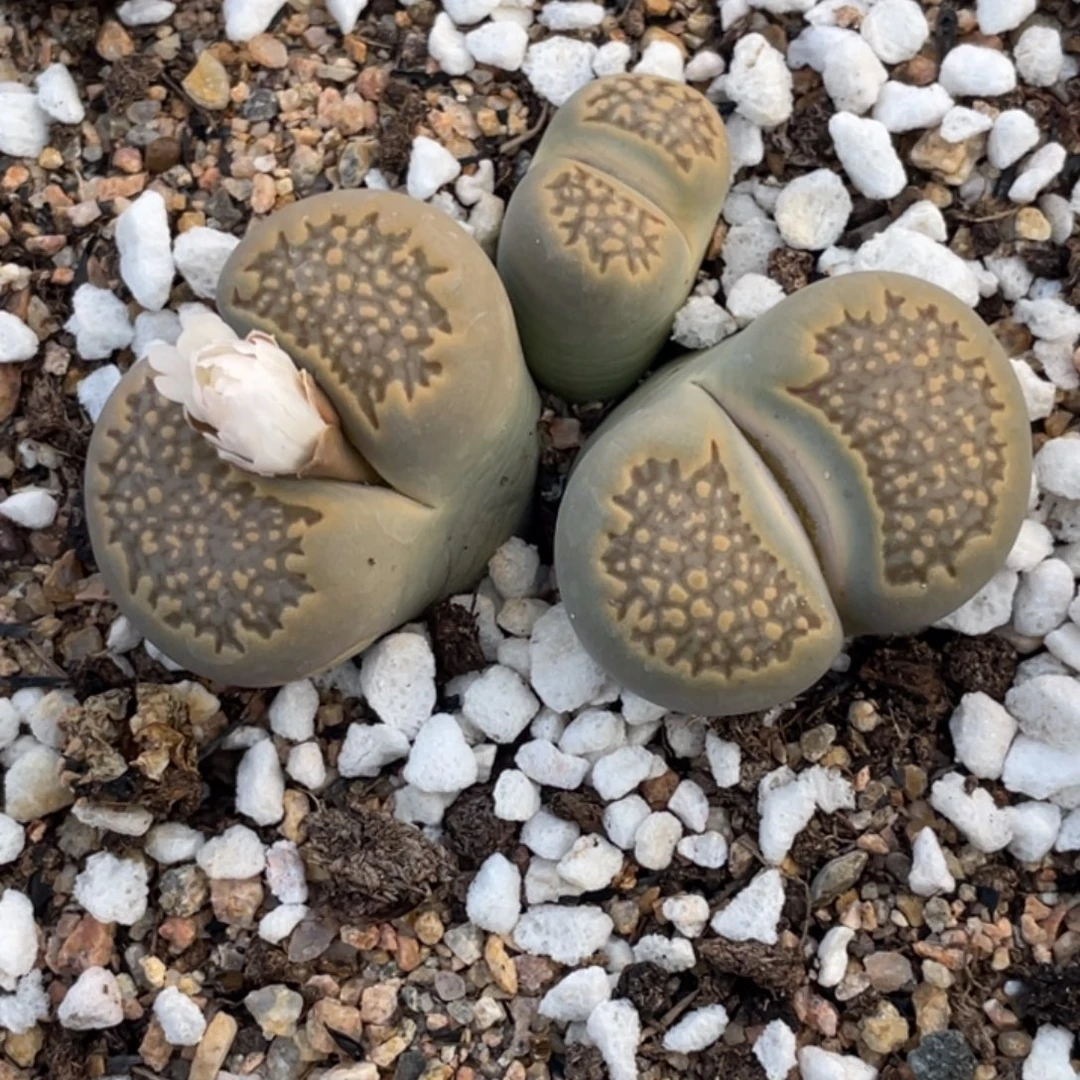 非偏远满20包邮285