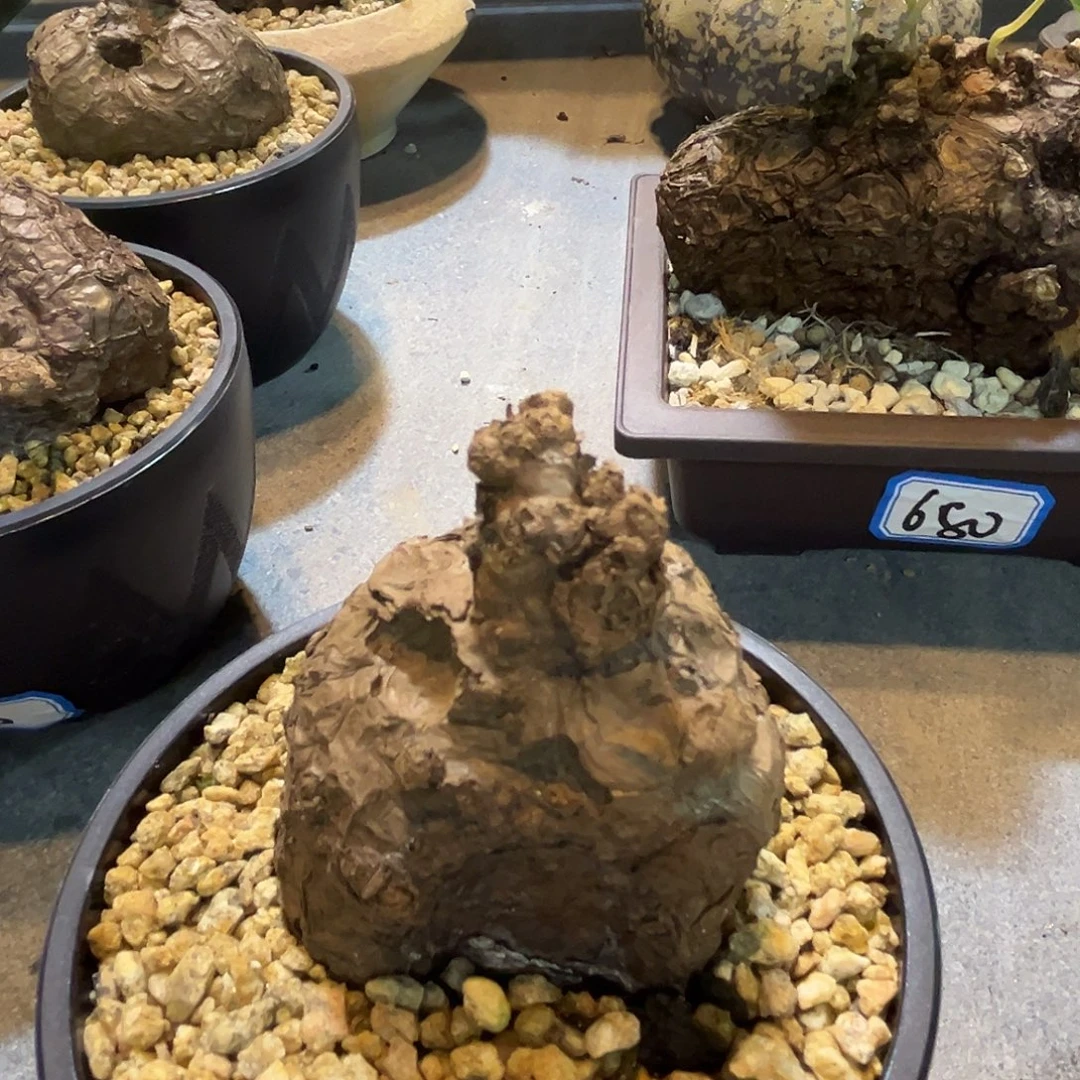 汤圆植物一叶龟原价300