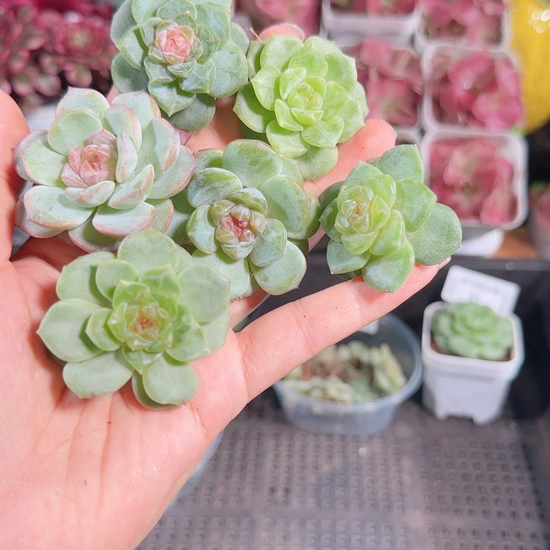 0712---84糖心珍妮