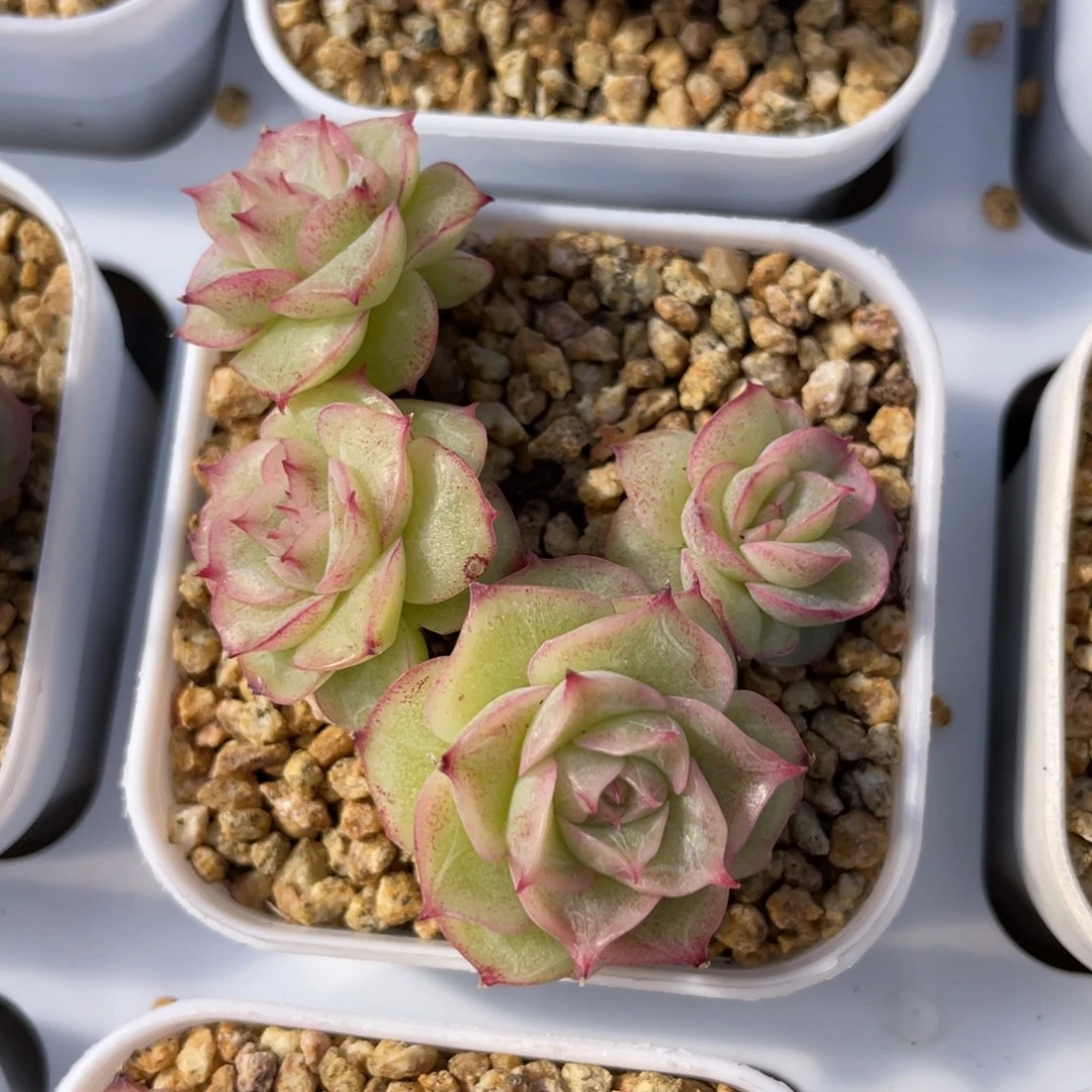 优选山茶花虾饺多肉福利2804