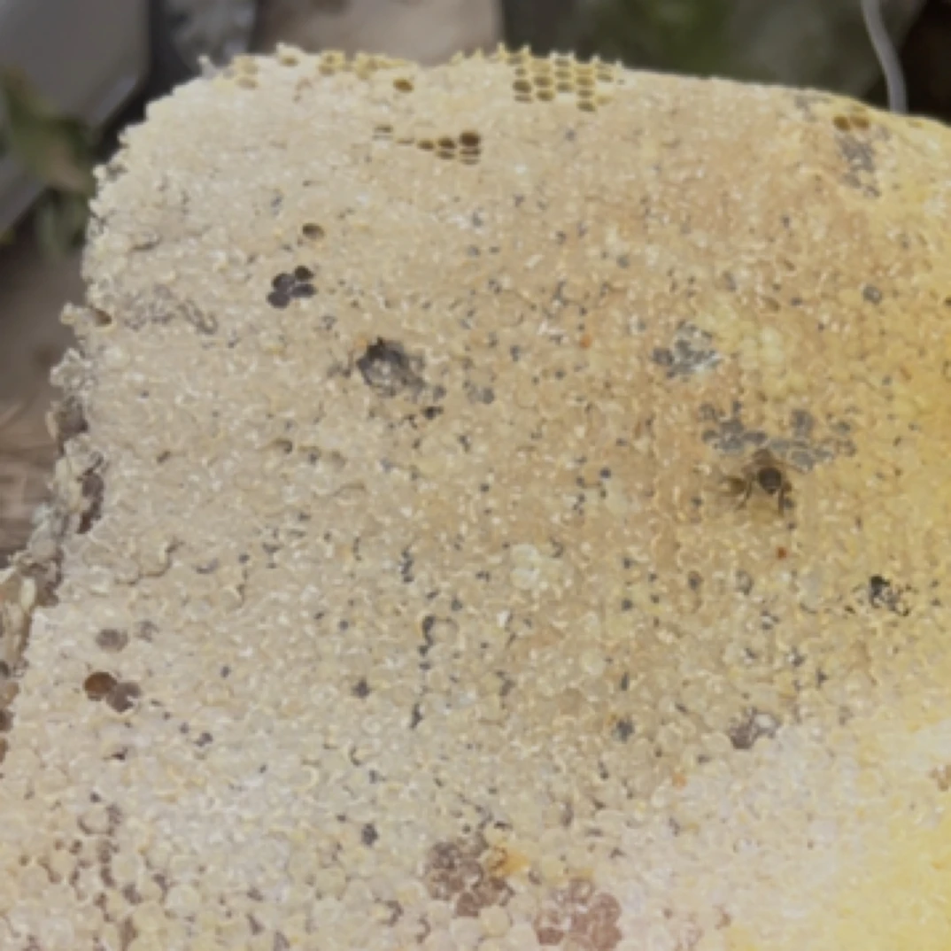 陈孩家的土特产3号